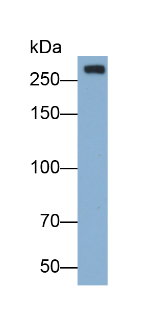 Polyclonal Antibody to Alpha-Fodrin (SPTAN1)