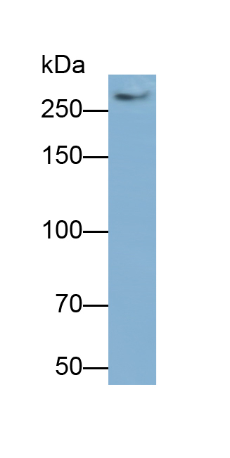 Polyclonal Antibody to Alpha-Fodrin (SPTAN1)