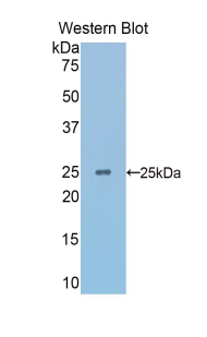 PAA292Mu03.jpg