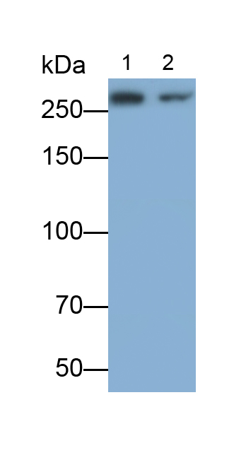 Polyclonal Antibody to Alpha-Fodrin (SPTAN1)