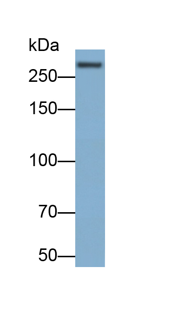 Polyclonal Antibody to Alpha-Fodrin (SPTAN1)