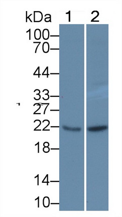 PAA295Mu01.jpg