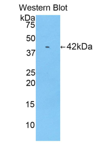 PAA297Mu01.jpg