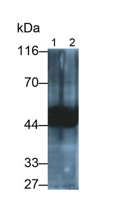 Polyclonal Antibody to Thyroxine Binding Globulin (TBG)