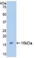 Polyclonal Antibody to Galectin 7 (GAL7)