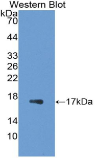 PAA307Mu01.jpg