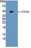 PAA340Hu01.jpg