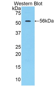 PAA348Po01.jpg