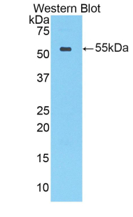 PAA348Ra01.jpg