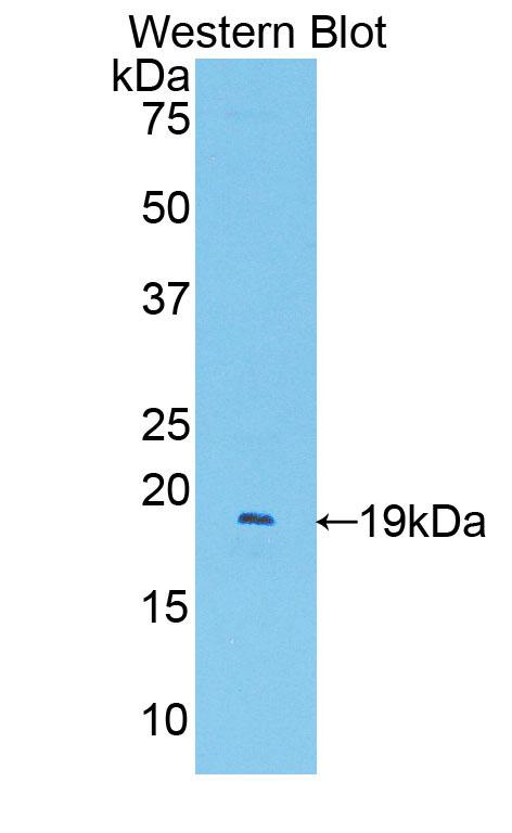 PAA363Mu01.jpg