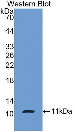 Polyclonal Antibody to Chemokine (C-X-C motif) ligand 7 ( CXCL7)