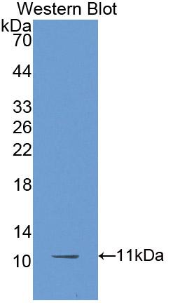 Biotin-Linked Polyclonal Antibody to Chemokine (C-X-C motif) ligand 7 ( CXCL7)