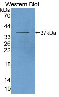 PAA370Ra01.jpg