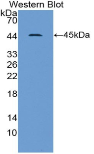 PAA372Hu03.jpg