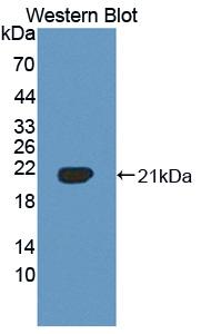 PAA380Bo01.jpg