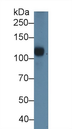 Polyclonal Antibody to Complement Component 5a (C5a)