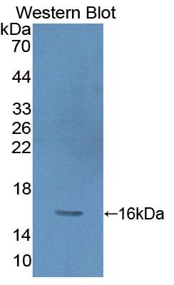 PAA390Hu01.jpg