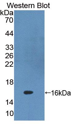 PAA390Mu01.jpg