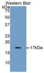 Polyclonal Antibody to Inhibin Alpha (INHa)