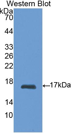 Polyclonal Antibody to Retinol Binding Protein 1, Cellular (RBP1)