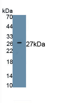 PAA406Bo01.jpg