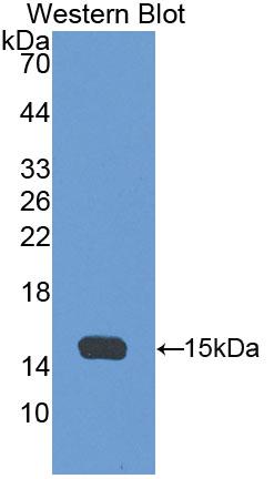 PAA412Mu01.jpg