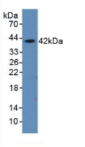 PAA412Ra01.jpg