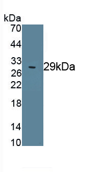 PAA424Bo01.jpg