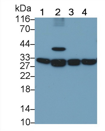 PAA442Hu02.jpg