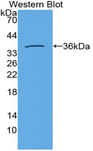 Polyclonal Antibody to Insulin (INS)