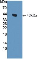 Polyclonal Antibody to Insulin (INS)