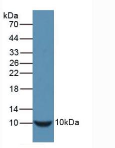 Polyclonal Antibody to Insulin (INS)