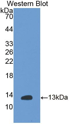 Polyclonal Antibody to Insulin (INS)