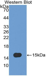 PAA449Mu02.jpg