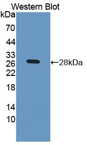 Polyclonal Antibody to Kallikrein 4 (KLK4)