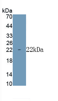 PAA475Mu02.jpg