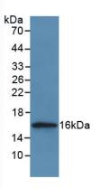 Polyclonal Antibody to Cystatin A (CSTA)