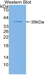 PAA489Hu01.jpg