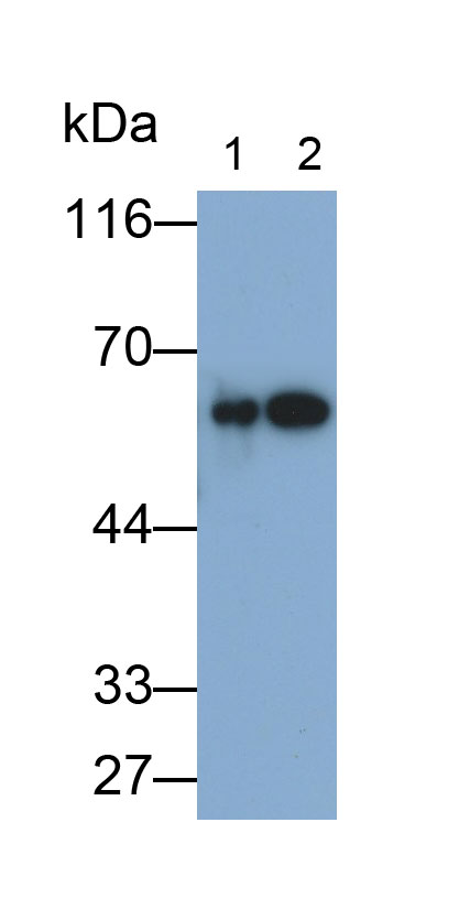 Polyclonal Antibody to Cytokeratin 4 (CK4)