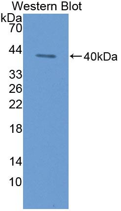 PAA490Hu01.jpg