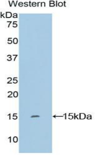 PAA491Hu01.jpg