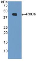 Polyclonal Antibody to Natriuretic Peptide Precursor B (NPPB)