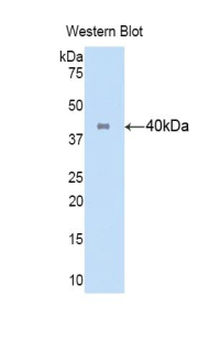 PAA516Hu71.jpg