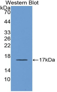 Polyclonal Antibody to Apolipoprotein A1 (APOA1)