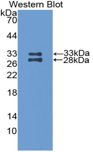 PAA519Mu01.jpg