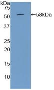 Polyclonal Antibody to Apolipoprotein A1 (APOA1)