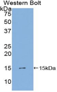 Polyclonal Antibody to Platelet Derived Growth Factor AA (PDGFAA)