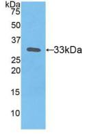 PAA524Hu01.jpg