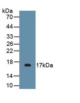 PAA528Mu01.jpg