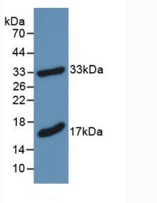 PAA539Mu01.jpg